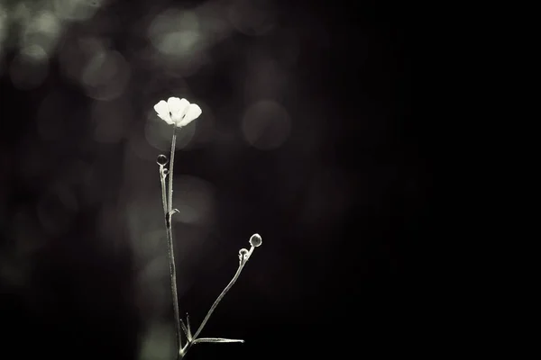 Κοντινό Πλάνο Ενός Λουλουδιού Μαύρο Και Άσπρο — Φωτογραφία Αρχείου