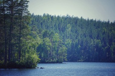 Ormandaki bir gölün manzarası 