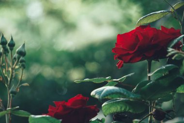 Kırmızı gülleri yeşil arkaplana yaklaştır 
