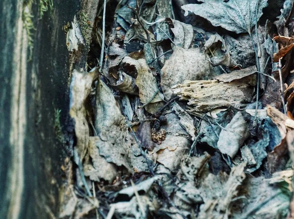 Закрыть Засохшие Листья Ветке Дерева — стоковое фото