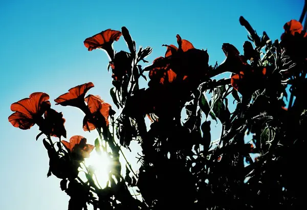 Vista Ángulo Bajo Flores Silvestres Contra Cielo —  Fotos de Stock