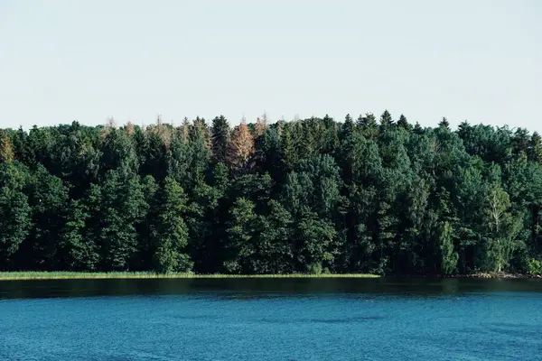 Ormandaki Bir Gölün Manzarası — Stok fotoğraf