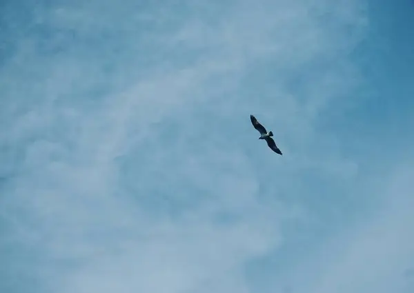 Låg Vinkel Osprey Mot Himlen — Stockfoto