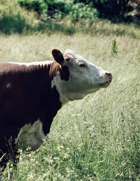 白天站在草场上的奶牛 — 图库照片