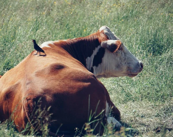 一头红白相间的母牛躺在草地上 — 图库照片