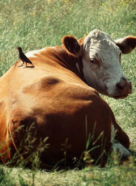 一头红白相间的母牛躺在草地上 — 图库照片