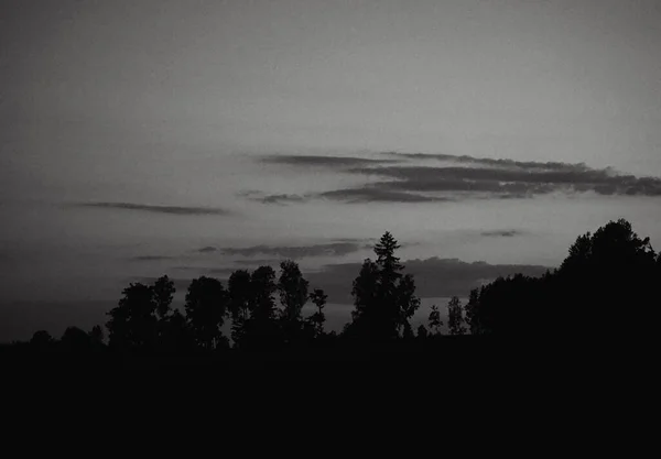傍晚时分森林的景致 — 图库照片