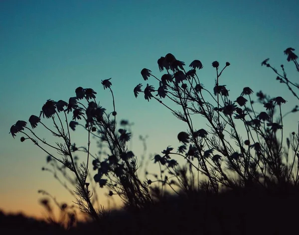 空に対する植物の開花の低角度ビュー — ストック写真