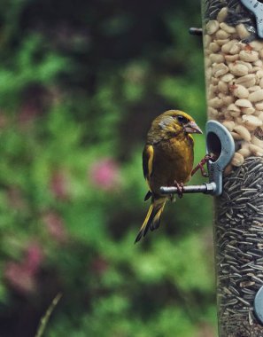Kuş yemliğinin başında oturan bir kuş. 