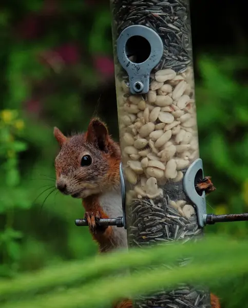 Fechar Esquilo Alimentador Pássaros — Fotografia de Stock