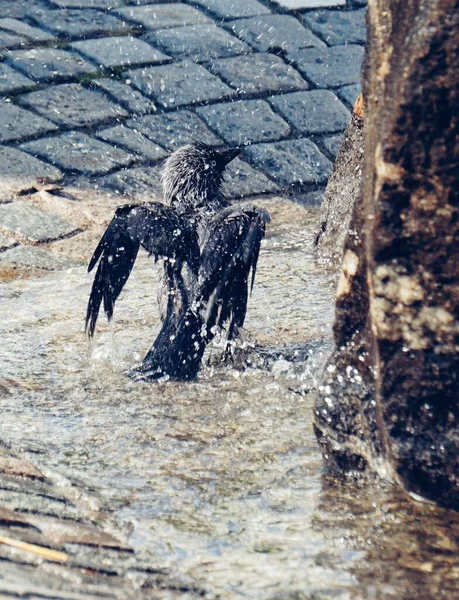 Ein Vogel Steht Sommer Einem Brunnen — Stockfoto