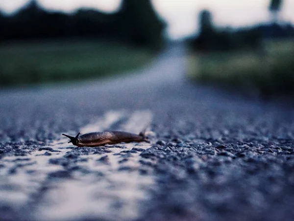 길가에 달팽이의 — 스톡 사진