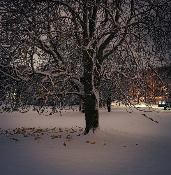 Ein Baum Auf Einem Verschneiten Feld Der Nacht — Stockfoto