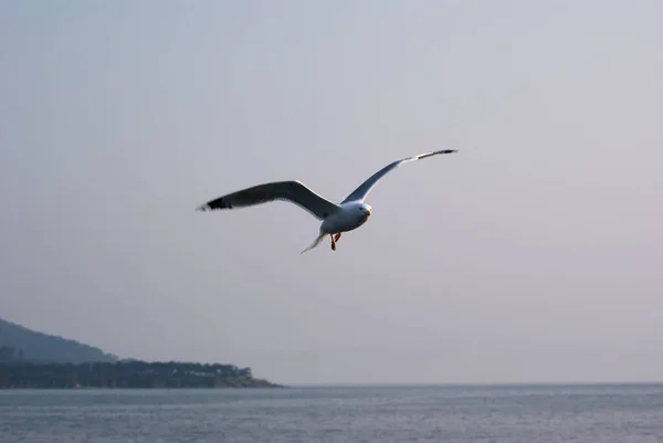 A seagull flying over the sea during evening