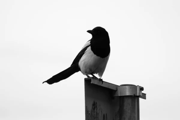 Visão Baixo Ângulo Pássaro Empoleirado Pólo Contra Céu Claro — Fotografia de Stock