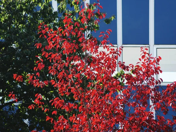 stock image Low angle view of tree against building