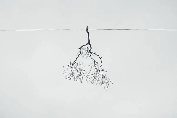 悬挂在天空上的缆绳上的树枝的低角度视图 — 图库照片