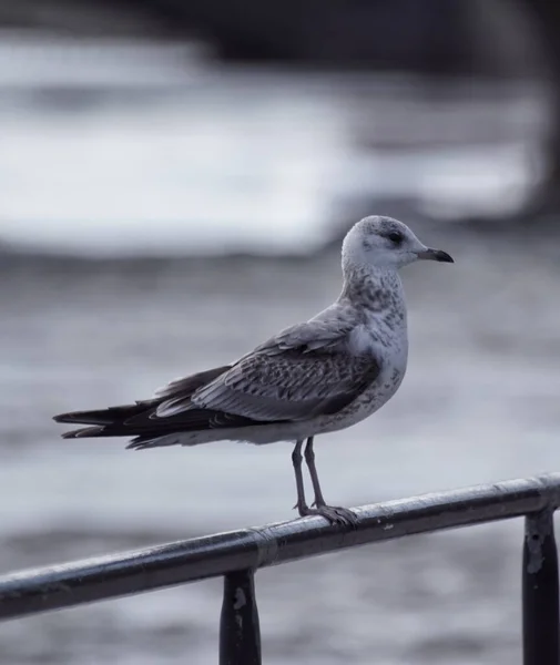Ein Vogel Sitzt Auf Einem Geländer — Stockfoto