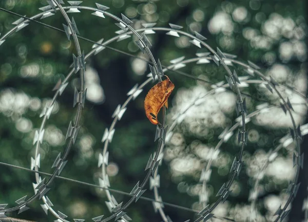 鉄条網上の乾燥葉の閉鎖 — ストック写真