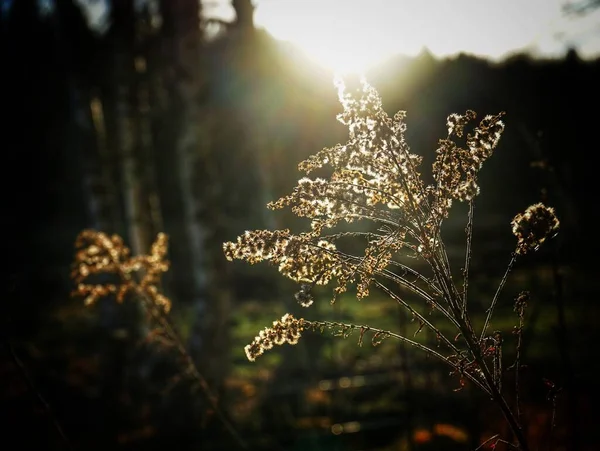 明るい太陽に対する開花植物のクローズアップ — ストック写真
