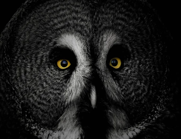 Close Portrait Owl Black Background — Stock Photo, Image