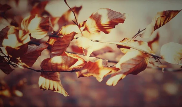 春の間 枝に乾燥した葉の閉鎖 — ストック写真