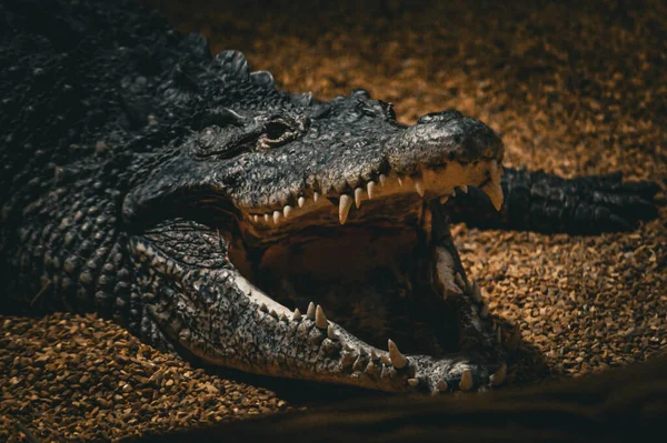 Крупним Планом Крокодил Відкритим Ротом — стокове фото