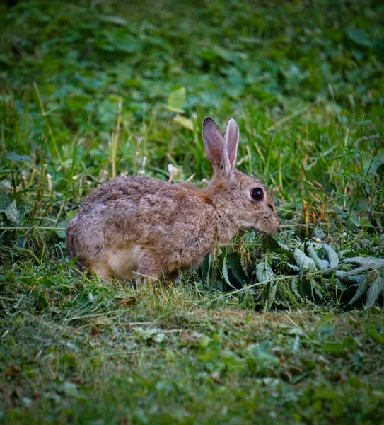 夏の草地でのウサギのサイドビュー — ストック写真