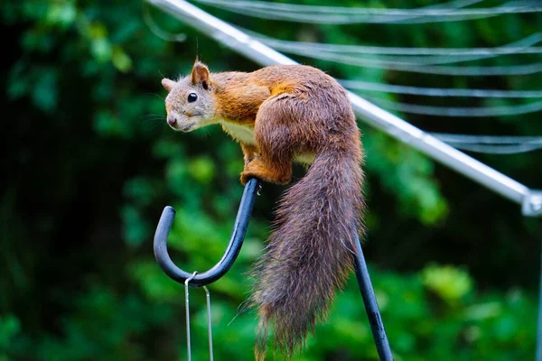 Close Squirrel Climbing Metal Post — Stok Foto