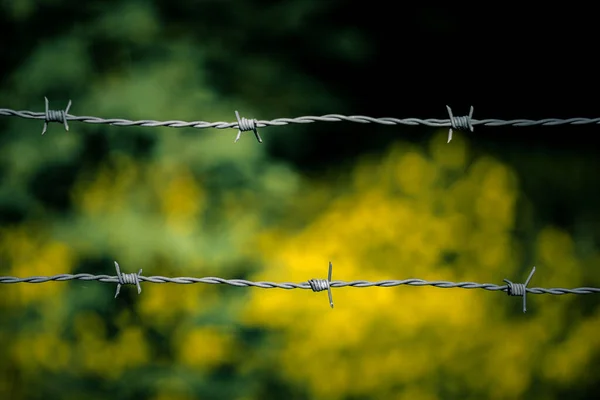 木に対する鉄条網柵の閉鎖 — ストック写真