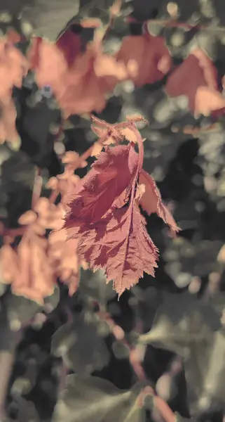 Bitkinin Üzerindeki Kuru Akçaağaç Yapraklarına Yakın Çekim — Stok fotoğraf