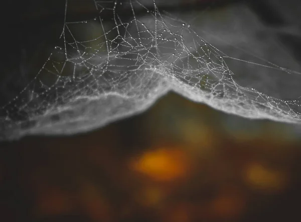 秋季网上湿蜘蛛的近照 — 图库照片