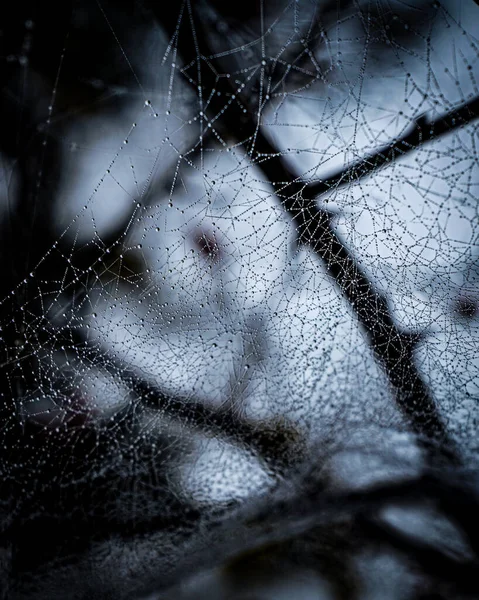 Full Frame Shot Wet Spider Web — Stock Photo, Image