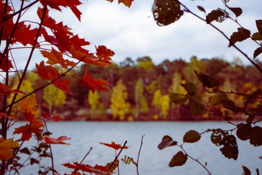 Ağaçtaki akçaağaç yaprakları göle karşı. 