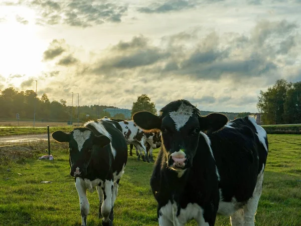 黄昏时分 奶牛在田里迎着天空站着 — 图库照片