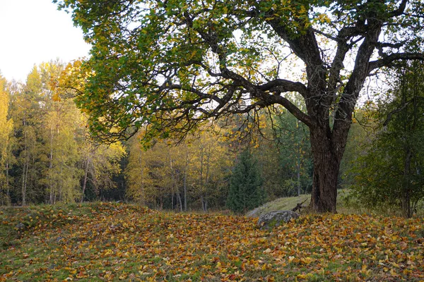 Árvore Campo Contra Floresta Durante Outono — Fotografia de Stock