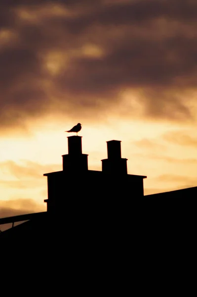 Silhouette of a bird on a building against cloudy sky during sunset