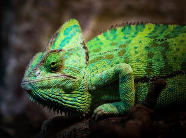 Peçeli bir bukalemunun yakın çekimi.