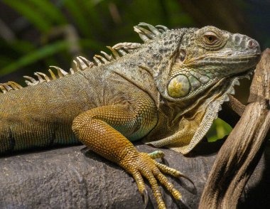 Bir ağaç gövdesindeki iguananın yakın çekimi 