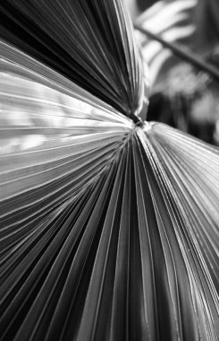 Yaprağın kapağını siyah beyaz yap 