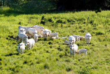 Tarladaki beyaz ineklerin yüksek açılı görüntüsü