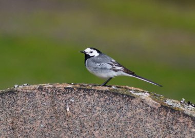 Bir mezar taşına tünemiş bir kuyruk kapat 