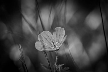 Çiçek açan bitkinin kapağını kapat. 