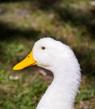 Beyaz yerli bir ördeğe yaklaş.