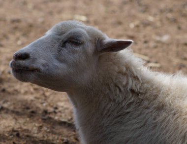Çiftlikteki bir koyuna yaklaş 