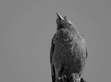 Açık gökyüzüne karşı dallara tüneyen kuşun yakın çekimi