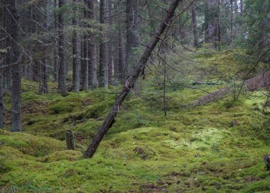 Gün boyunca ormanda büyüyen ağaçlar 