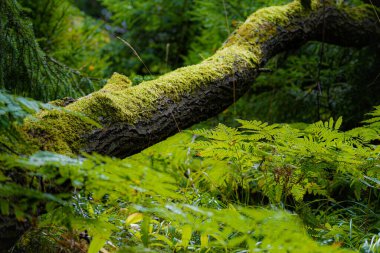 Ağaç gövdesinde büyüyen yosunların yakın çekimi