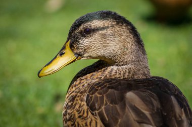 Yaban ördeğinin yakın çekimi.