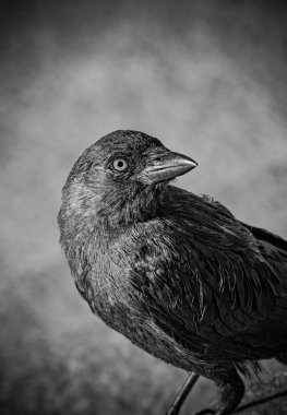 Caddeye tüneyen kuşlara yaklaş 